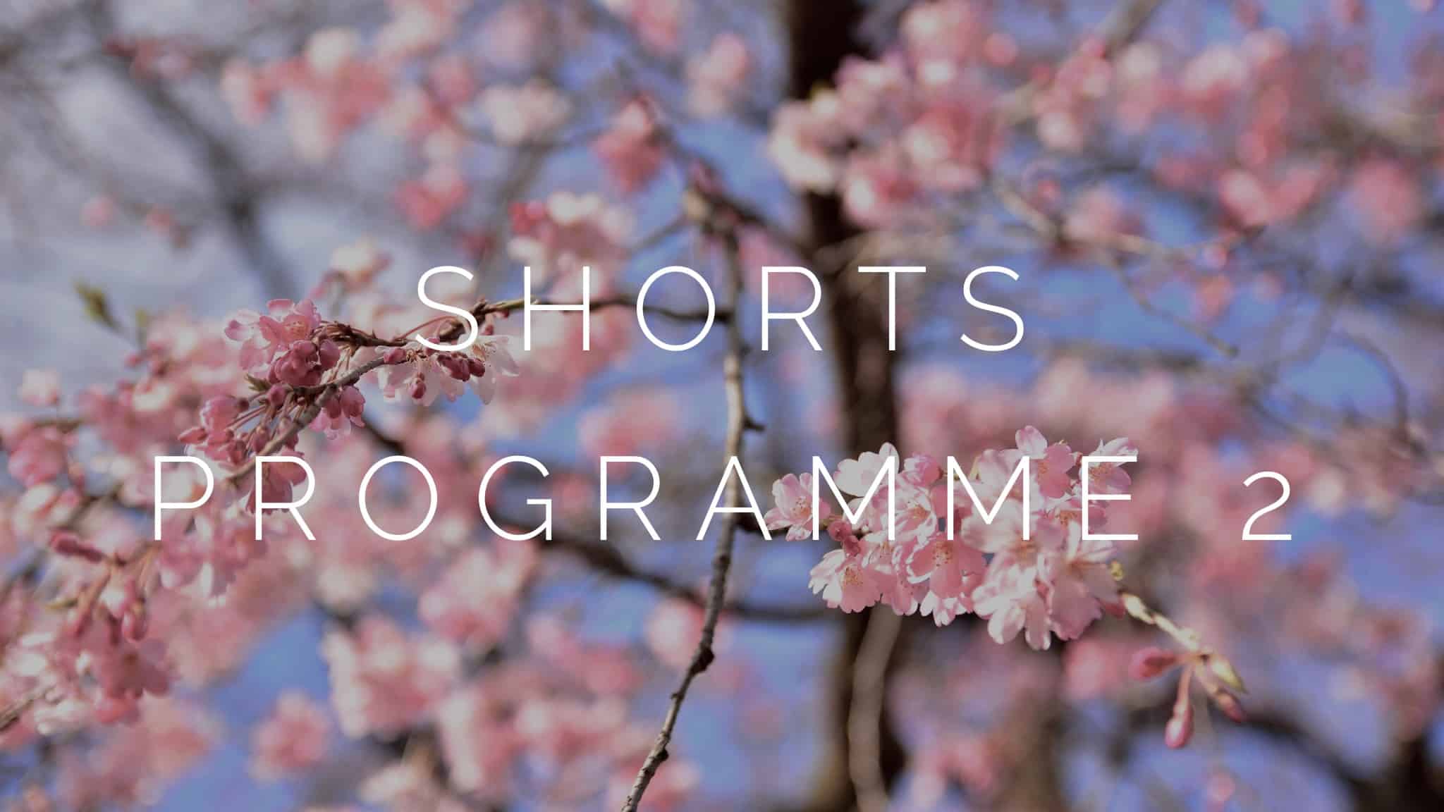 A photograph of cherry blossom to signify the second shorts programme