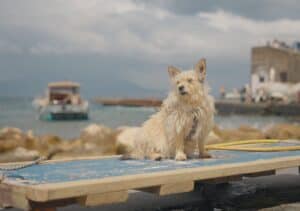 Adorable dog on paddleboard at marina with boats and cloudy sky in the background.